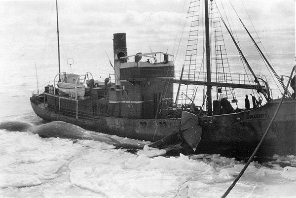 Skudd whale catcher Antarctica 1930